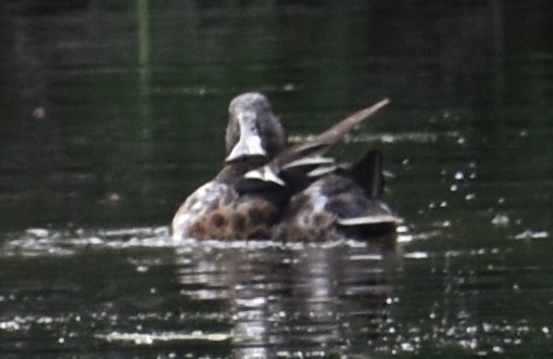 Northern Shoveler - ML620809266