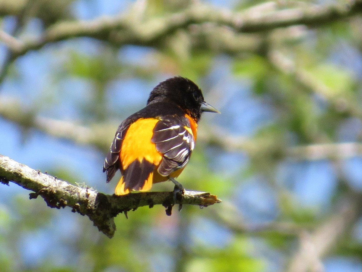 Baltimore Oriole - ML620809267