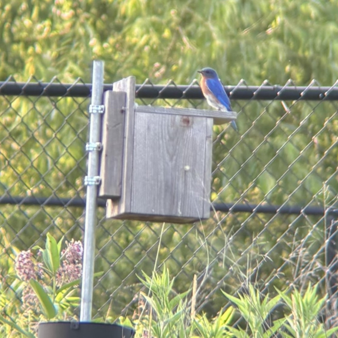 Eastern Bluebird - ML620809269