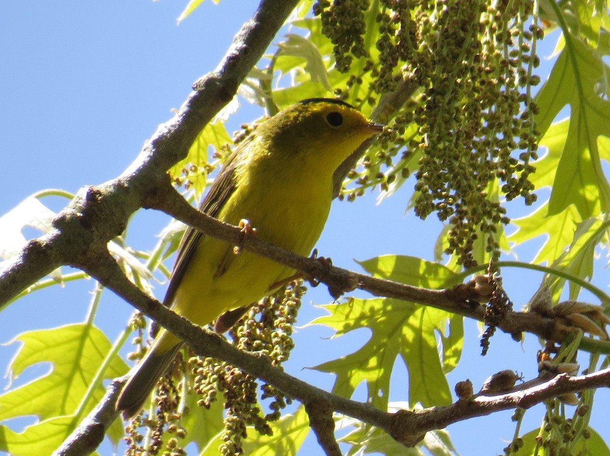 Wilson's Warbler - ML620809270