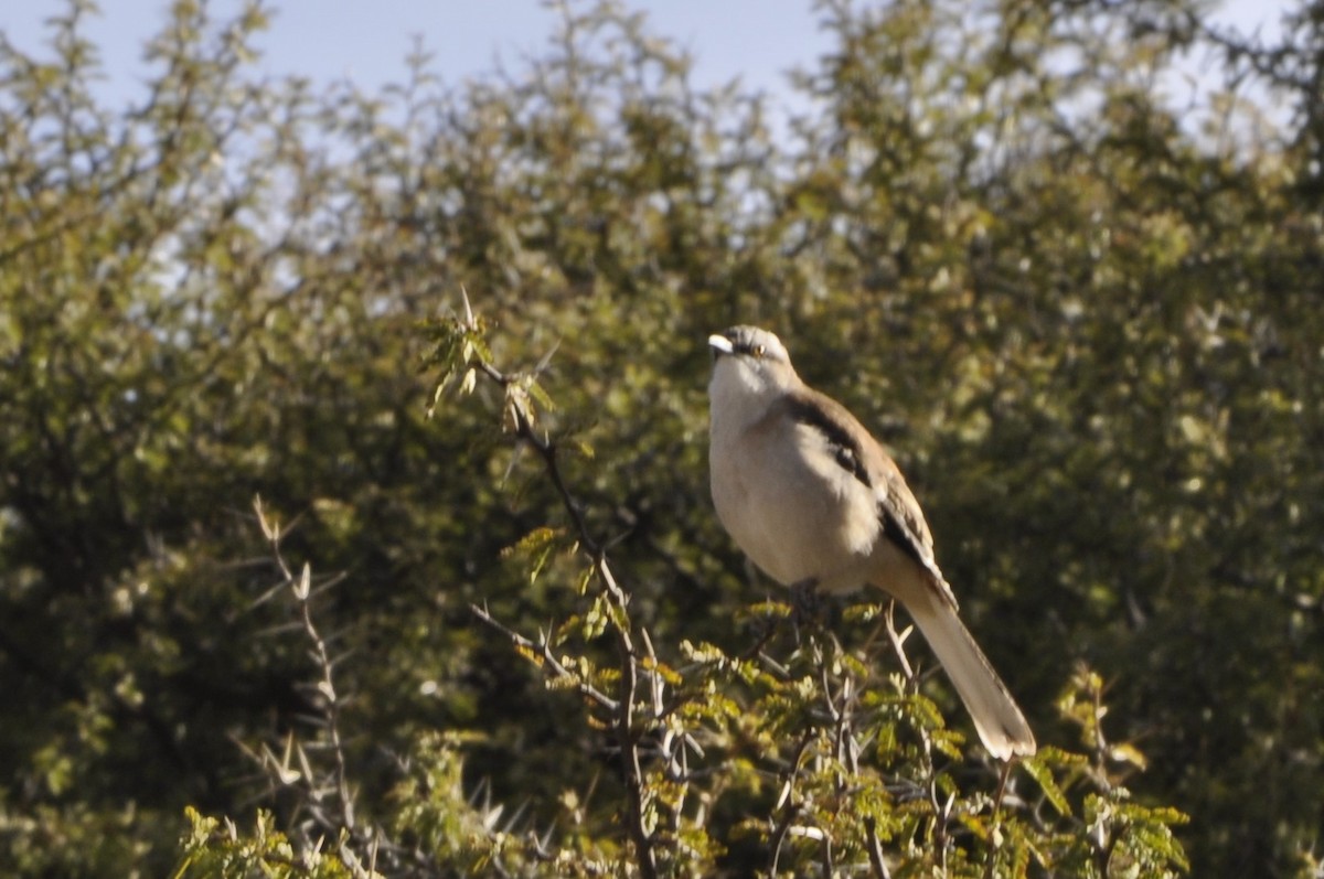 Patagonian Mockingbird - ML620809272