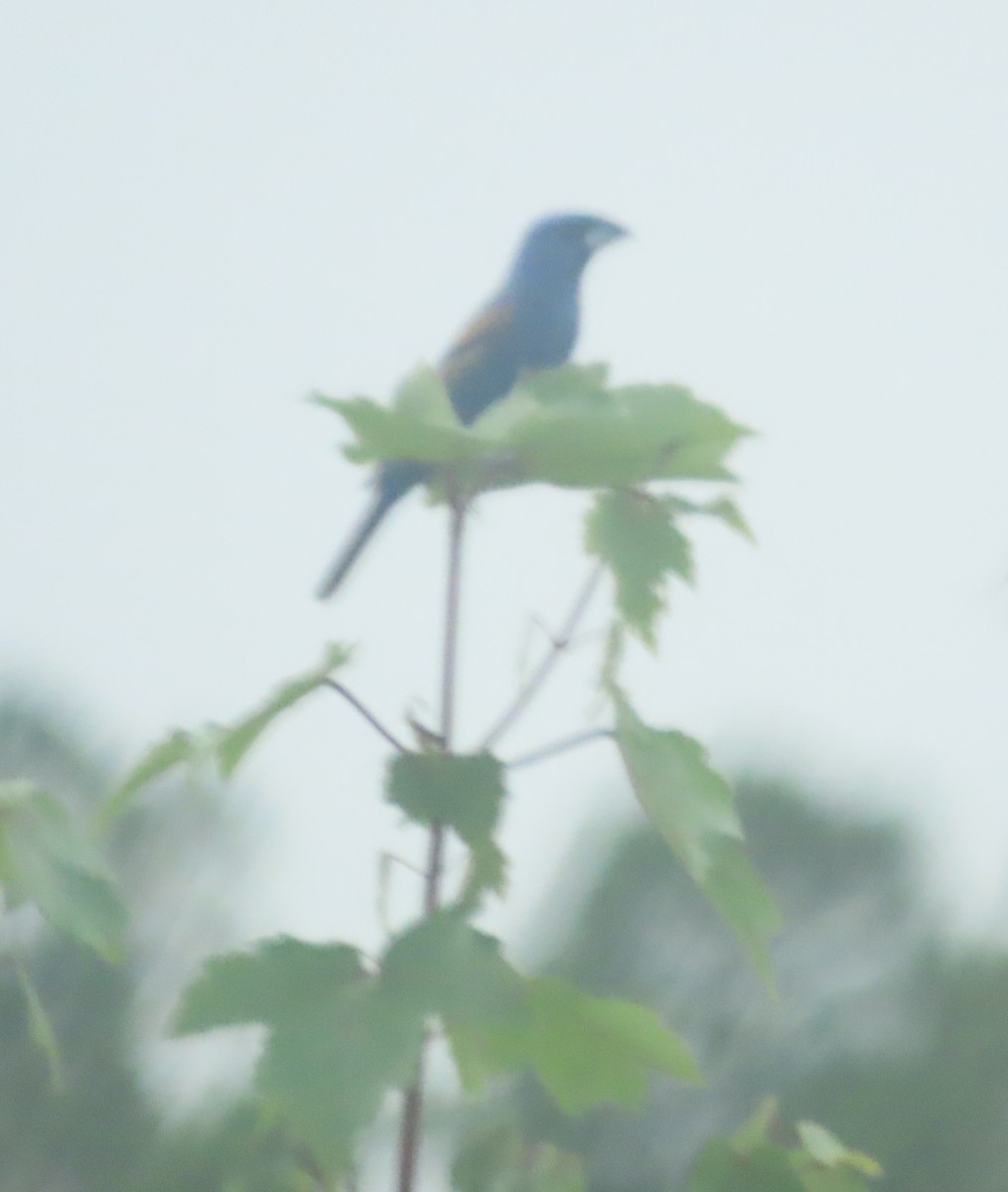 Blue Grosbeak - ML620809274