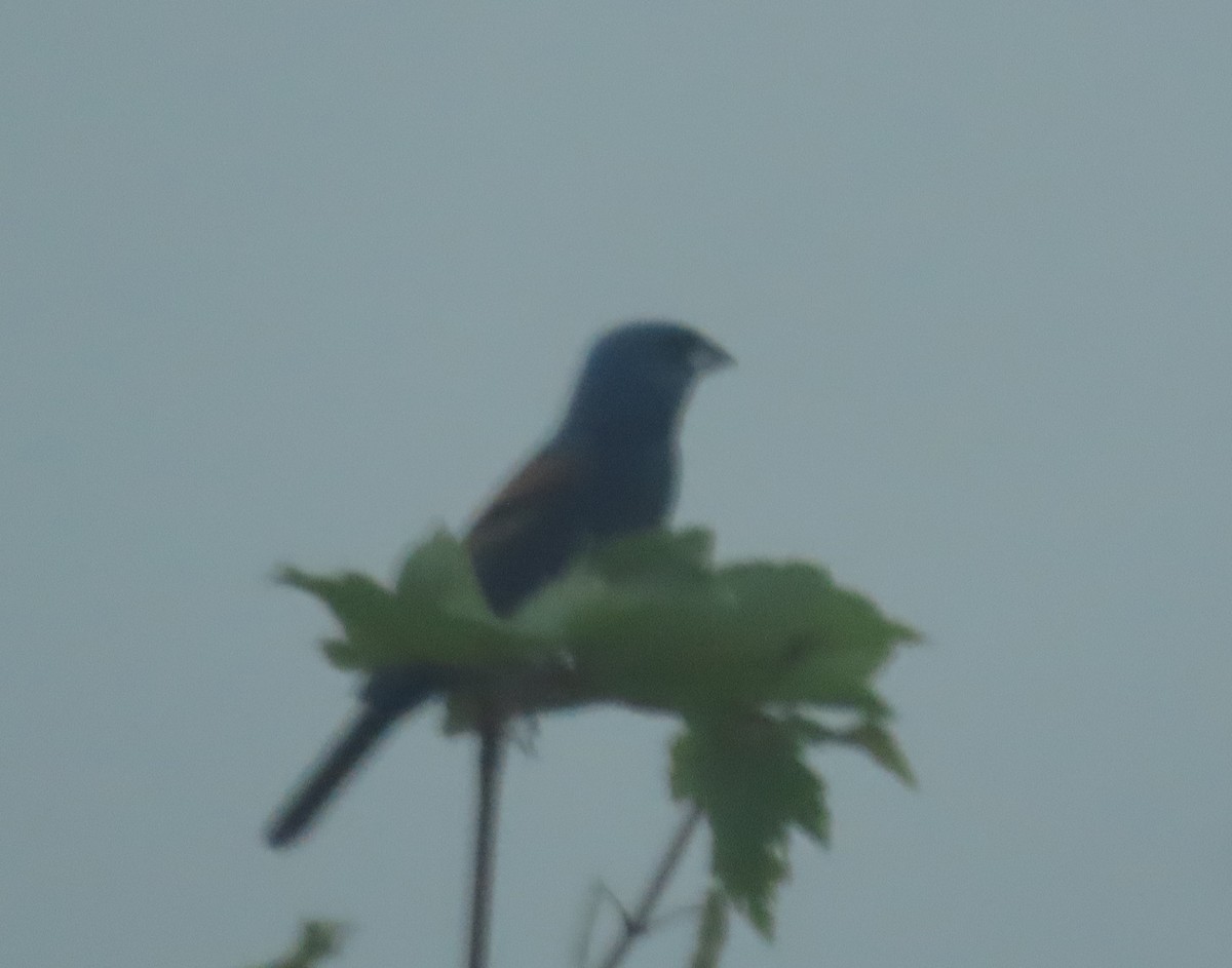 Blue Grosbeak - Jay Kauffman