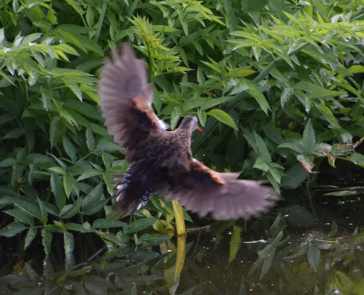 Virginia Rail - ML620809280