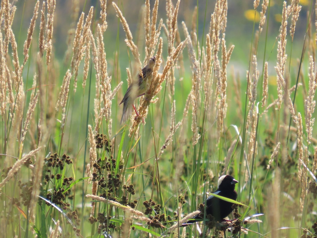 Bobolink - ML620809286