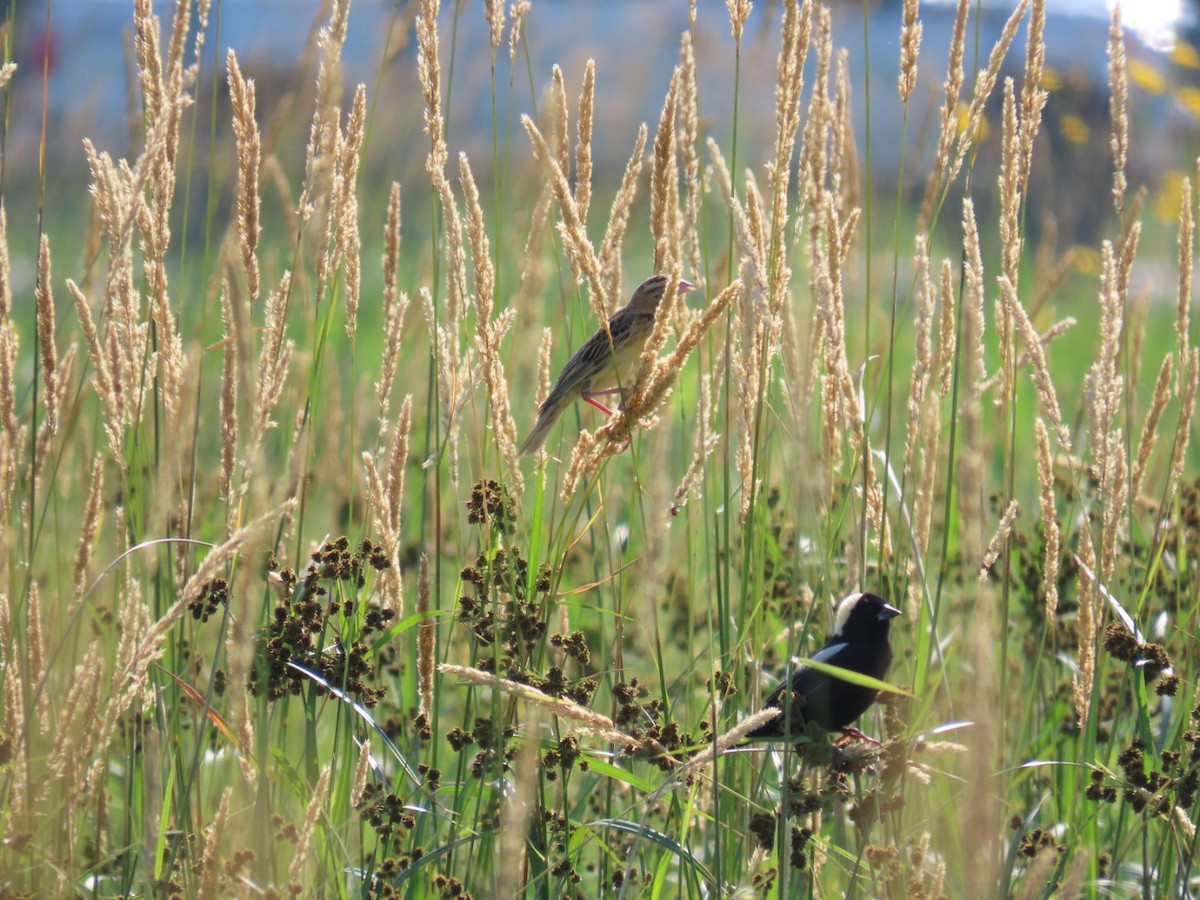 Bobolink - ML620809287