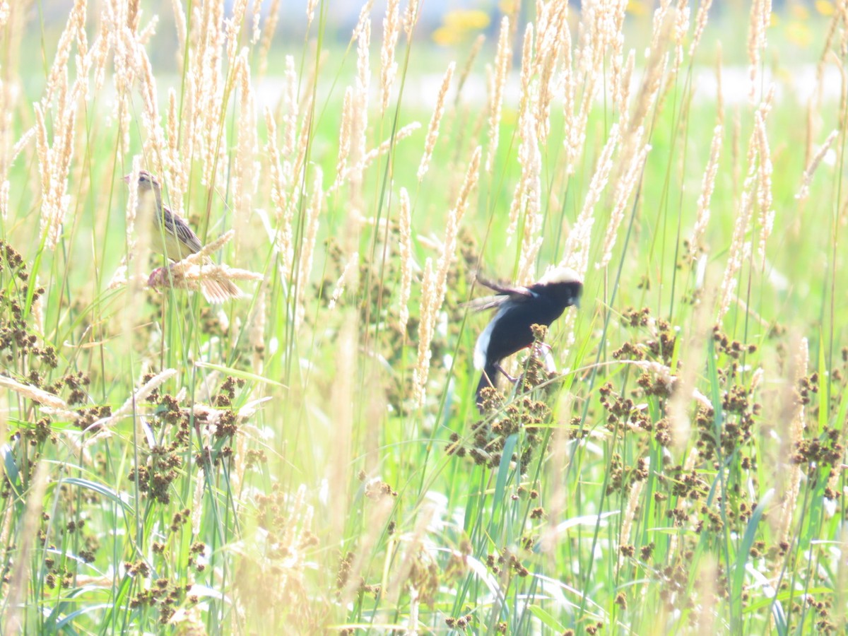 Bobolink - ML620809288