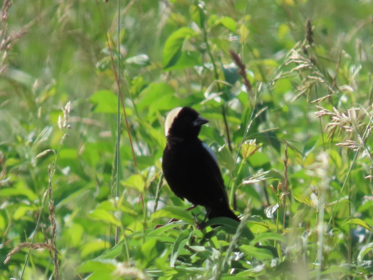 Bobolink - Juliet Berger