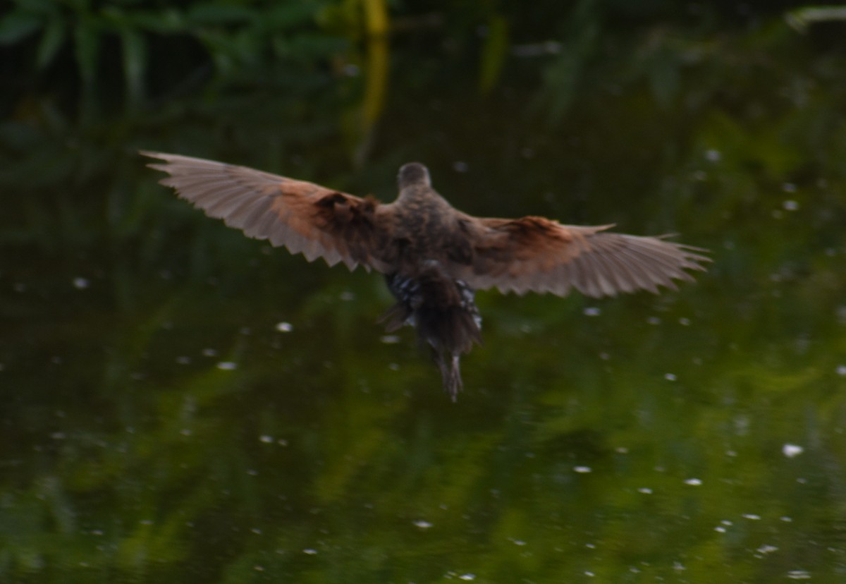 Virginia Rail - ML620809291