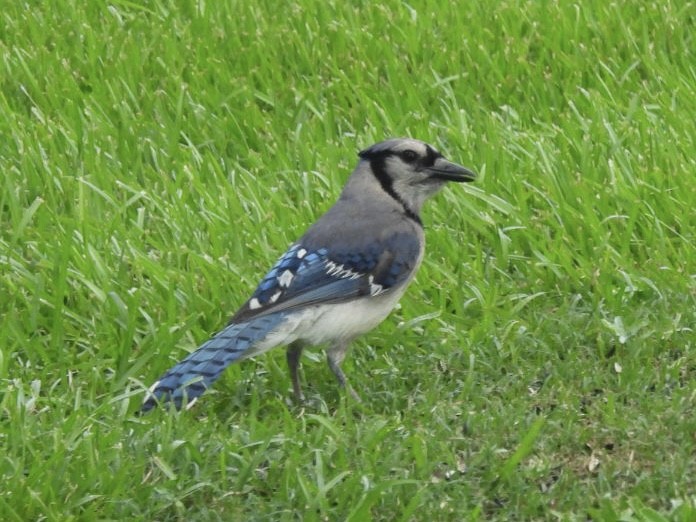 Blue Jay - ML620809293