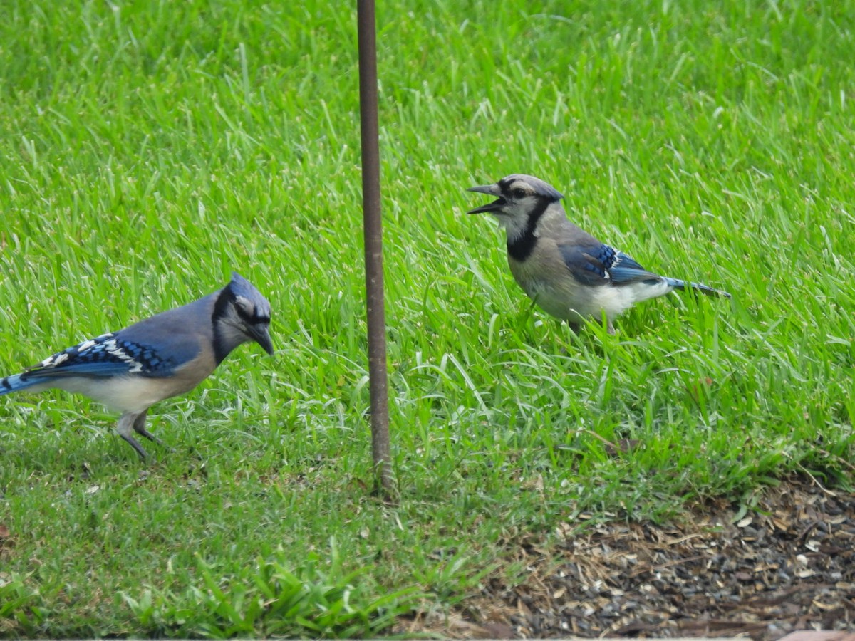 Blue Jay - ML620809294