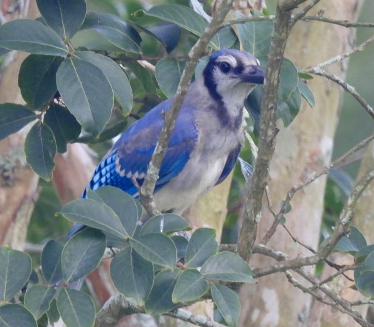 Blue Jay - ML620809295