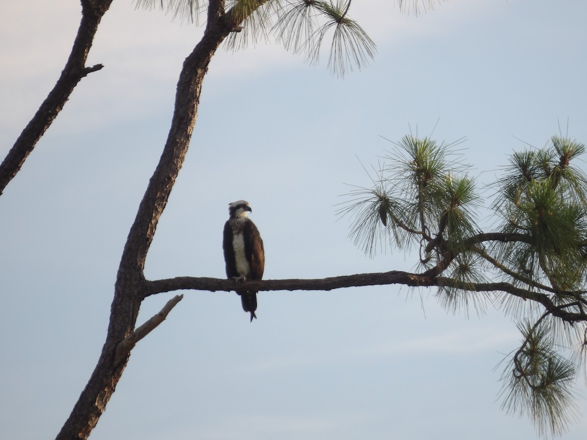 Osprey (carolinensis) - Marcelo Gutierrez