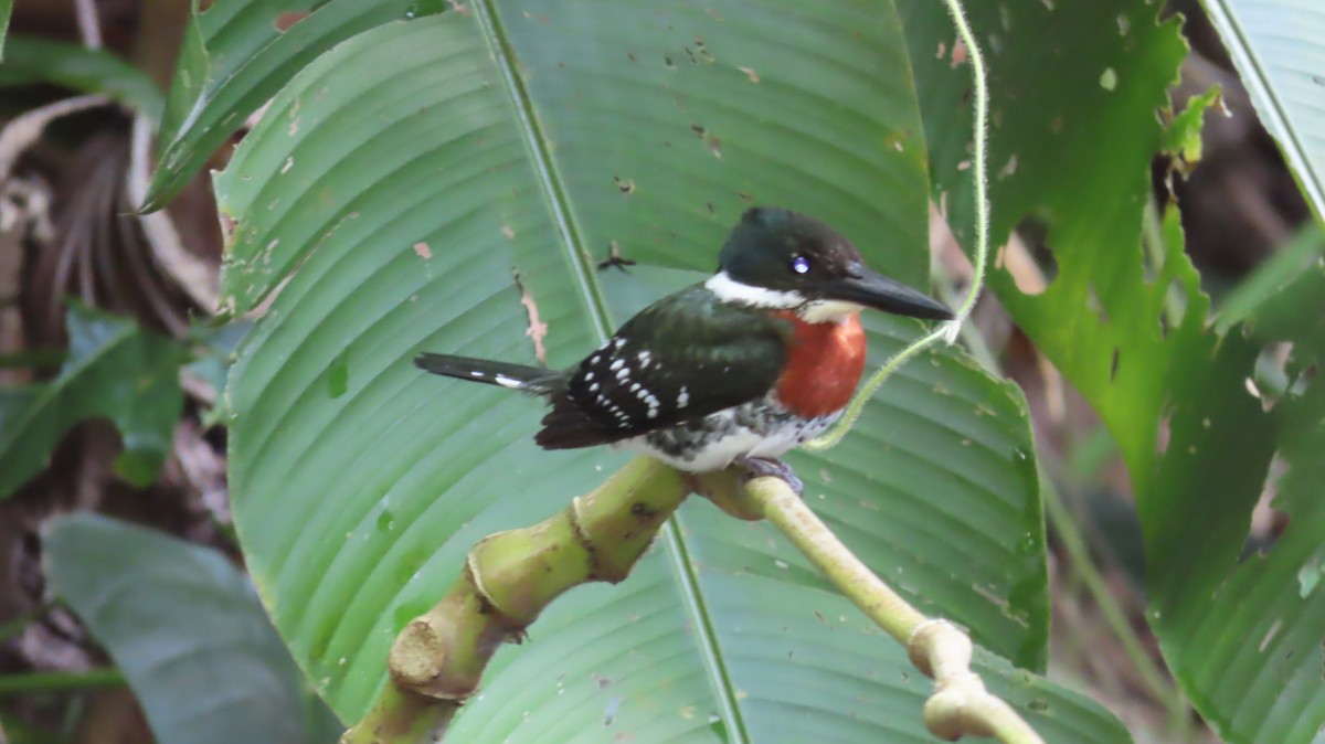 Green Kingfisher - ML620809306