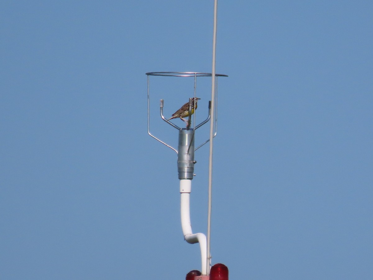 Eastern Meadowlark - ML620809308