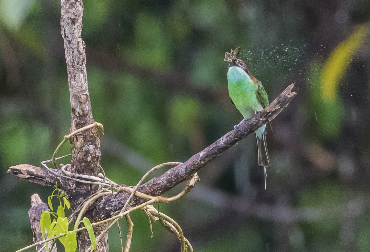 Blue-throated Bee-eater - ML620809316