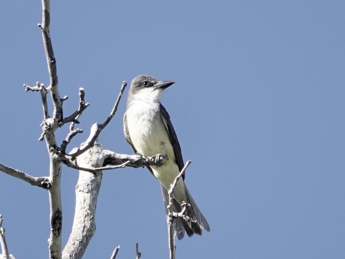 Dickschnabel-Königstyrann - ML620809324