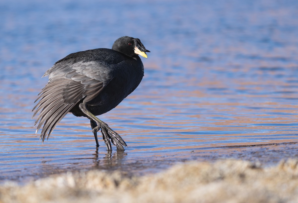 Horned Coot - ML620809341