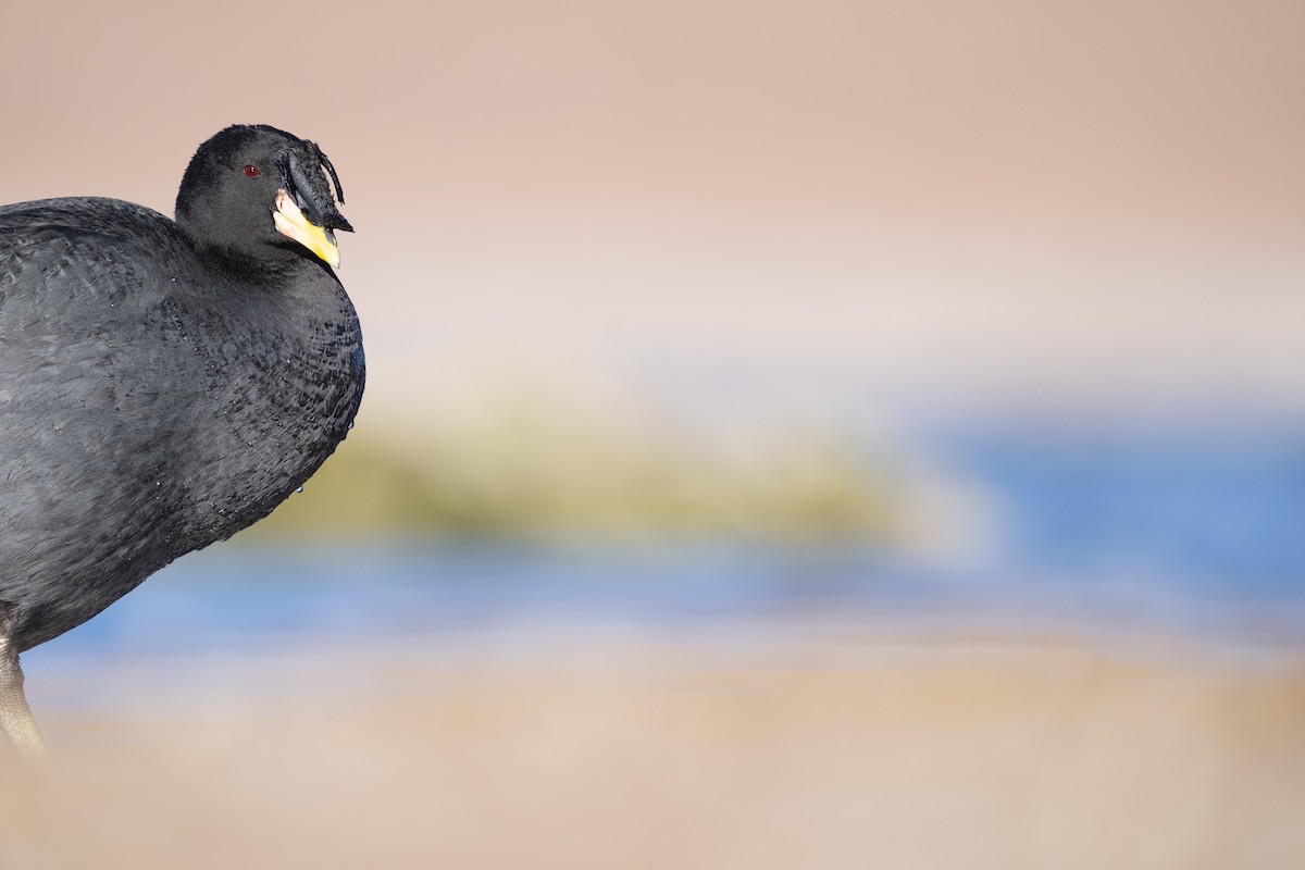 Horned Coot - Sergio Jaque Bopp