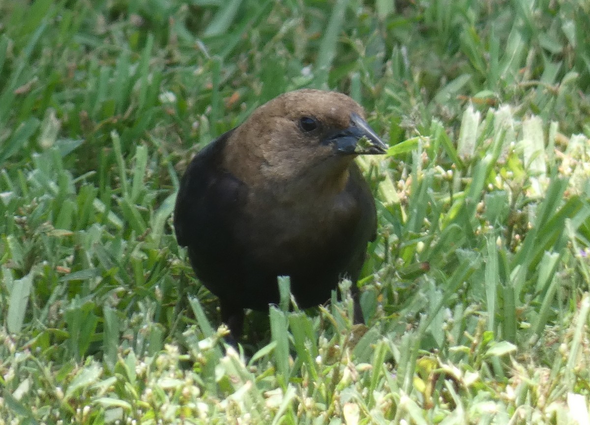 Brown-headed Cowbird - ML620809348