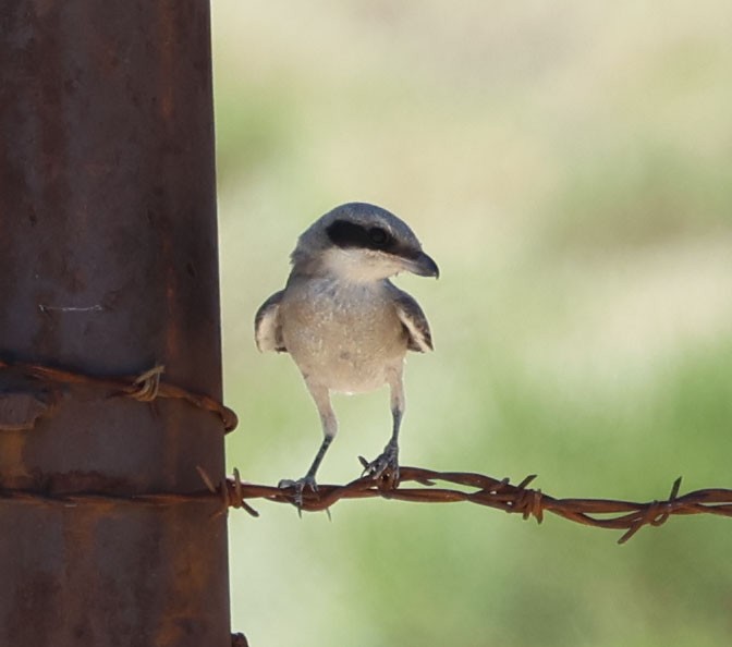 Loggerhead Shrike - ML620809349