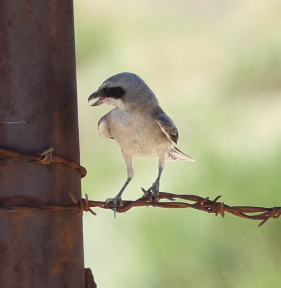 Loggerhead Shrike - ML620809350