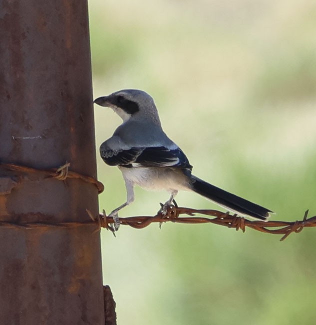 Loggerhead Shrike - ML620809351