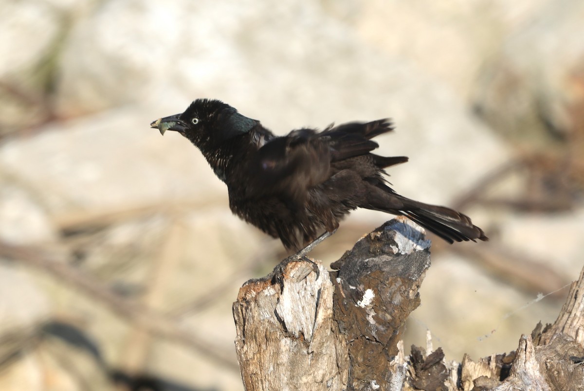 Common Grackle - ML620809353