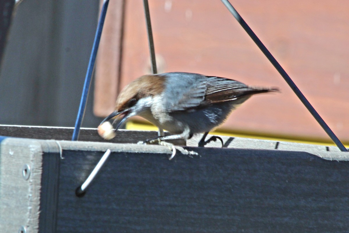 Brown-headed Nuthatch - ML620809356