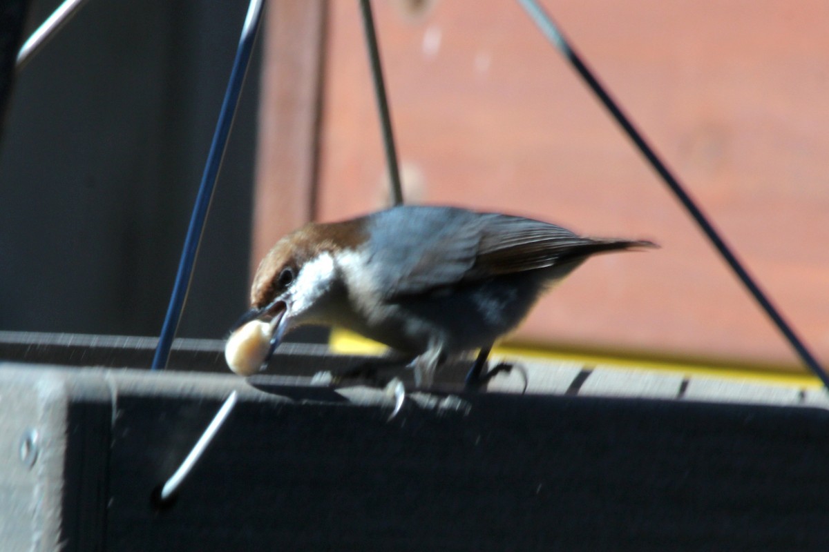 Brown-headed Nuthatch - ML620809358