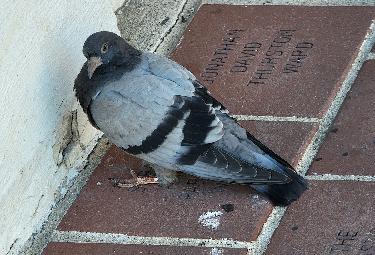 Rock Pigeon (Feral Pigeon) - ML620809359
