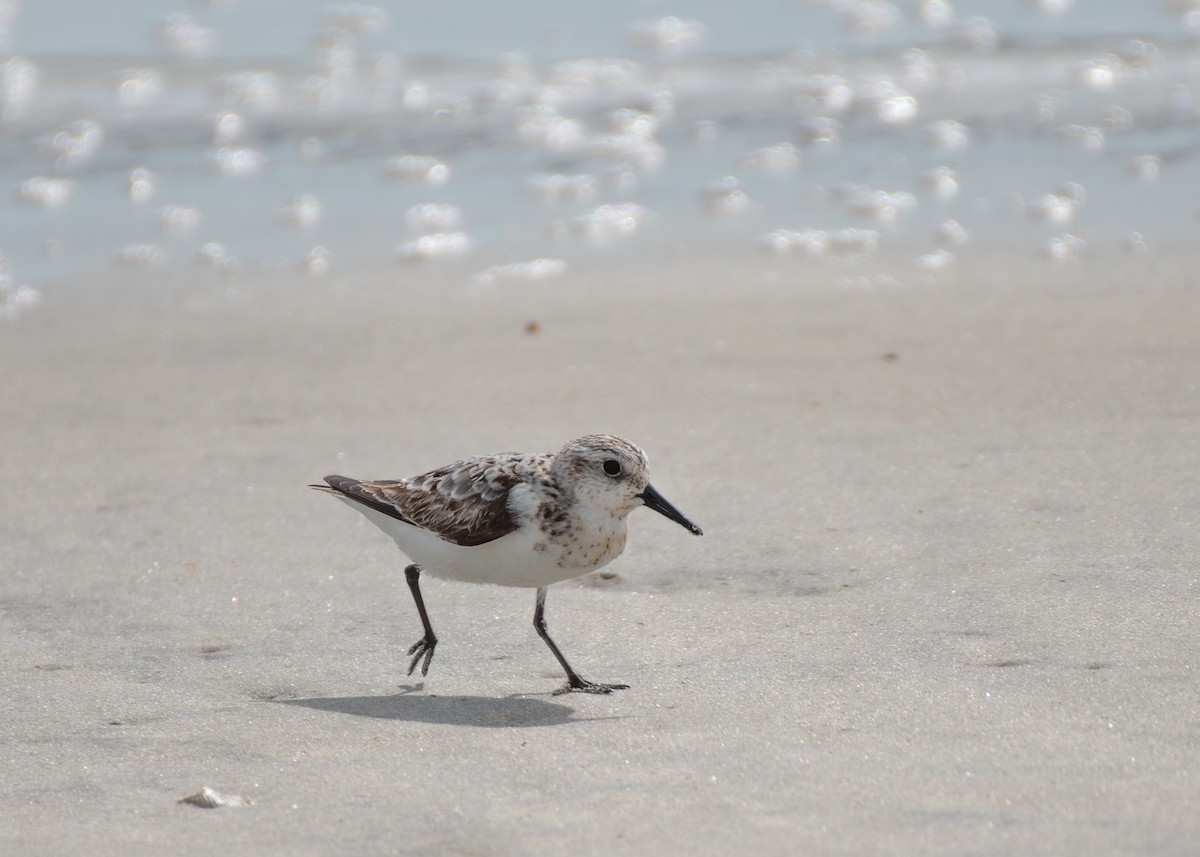 Bécasseau sanderling - ML620809360