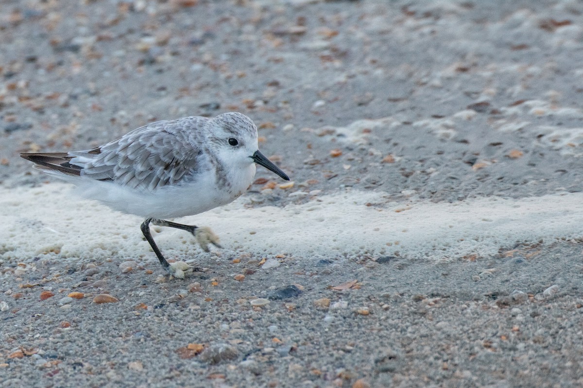 Bécasseau sanderling - ML620809362