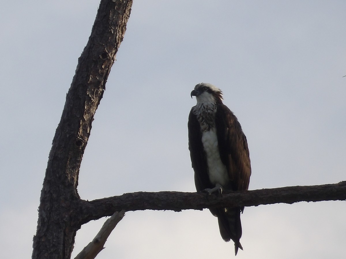 Osprey (carolinensis) - ML620809363