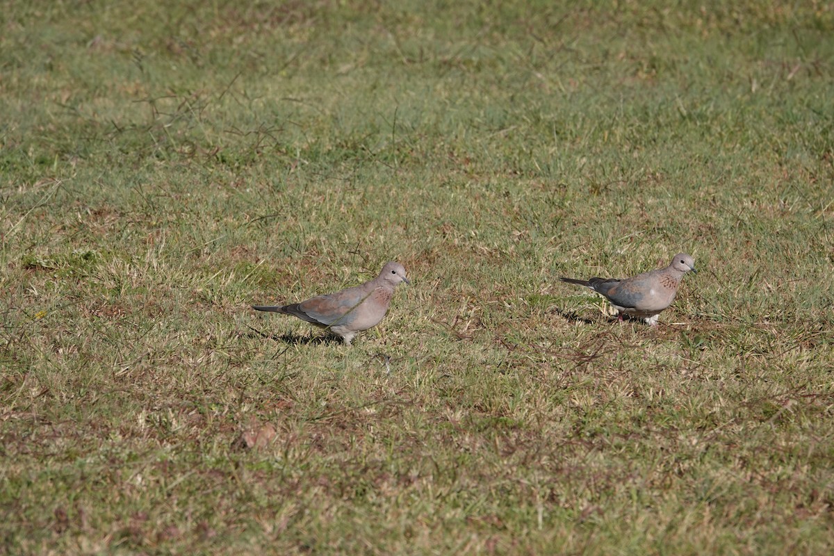 Tórtola Senegalesa - ML620809365