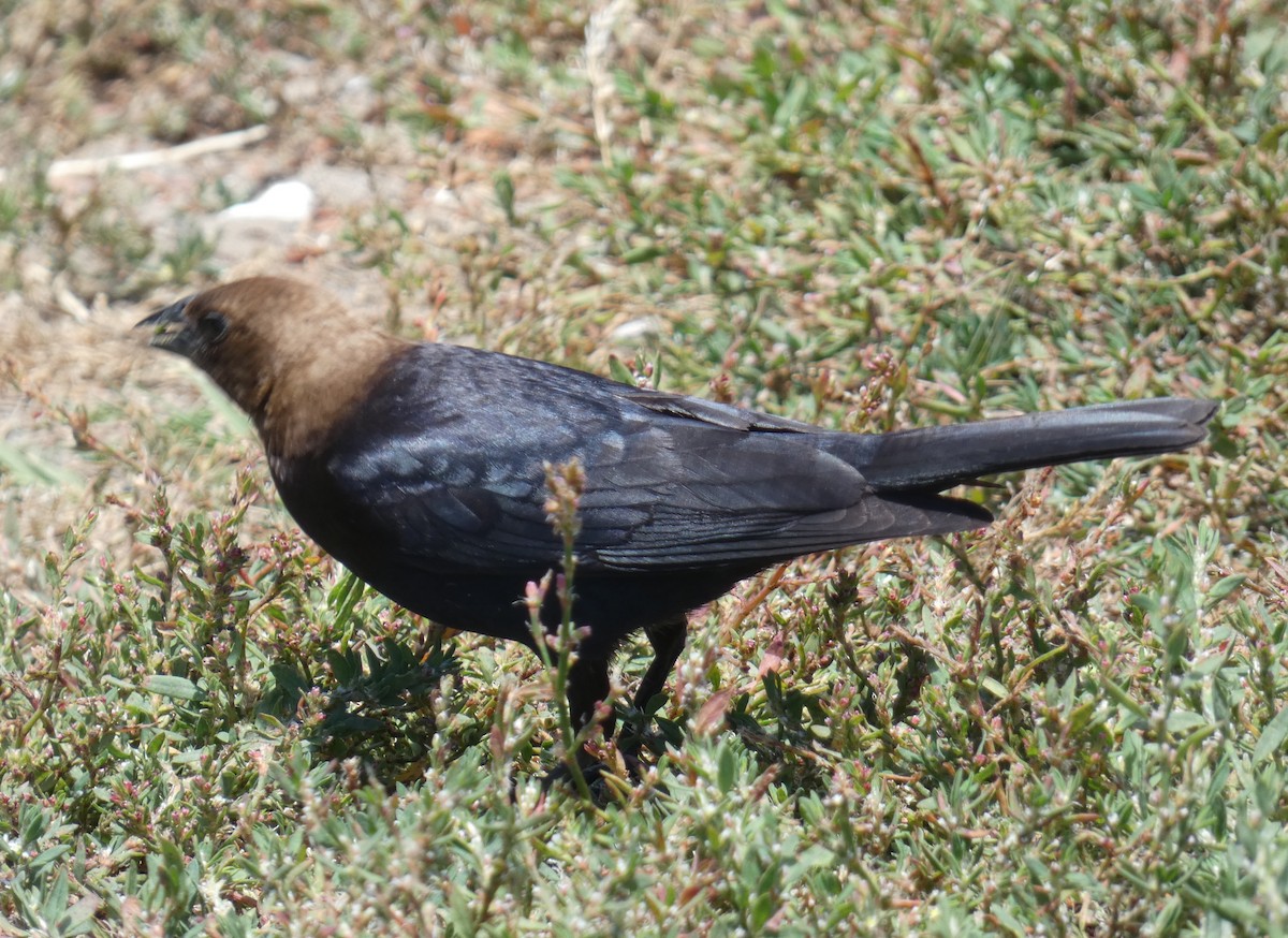 Tordo Cabecipardo - ML620809368