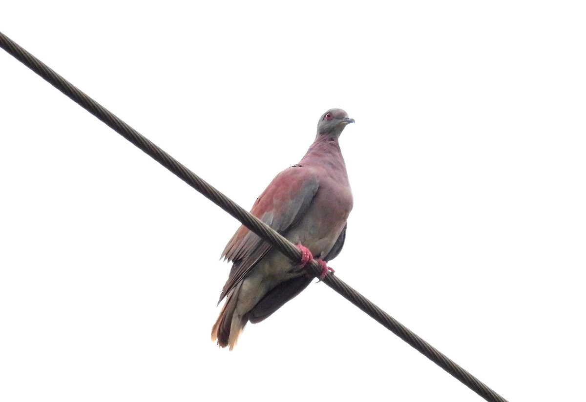 Pale-vented Pigeon - ML620809369