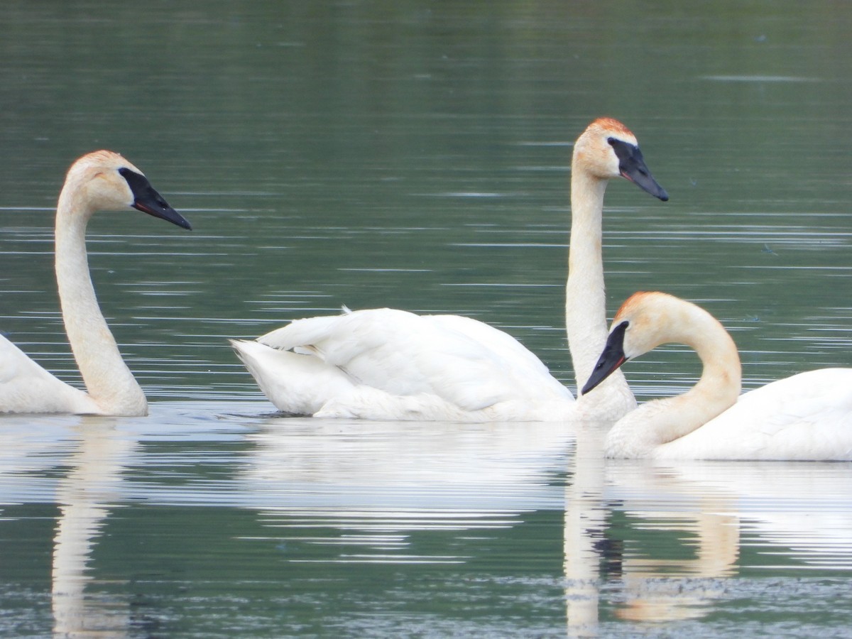 Trumpeter Swan - ML620809371