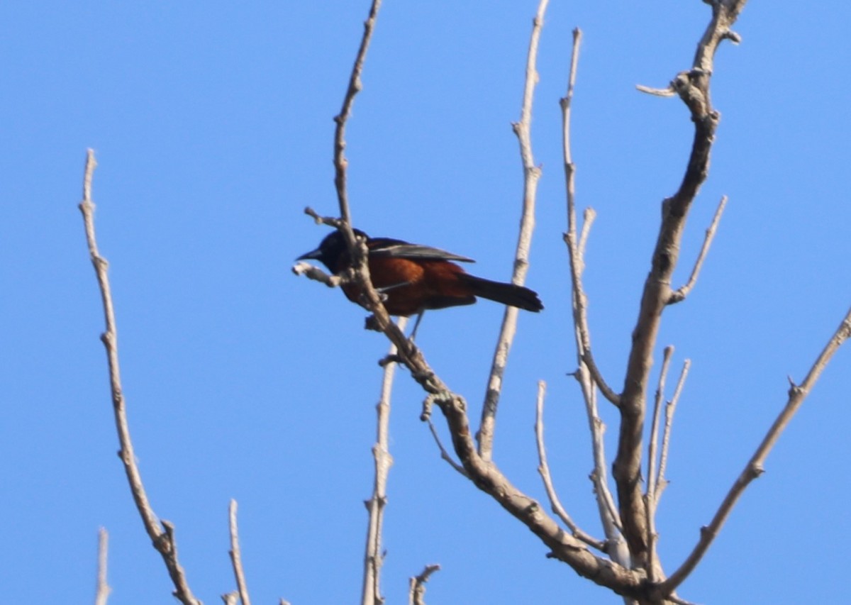 Orchard Oriole - ML620809373