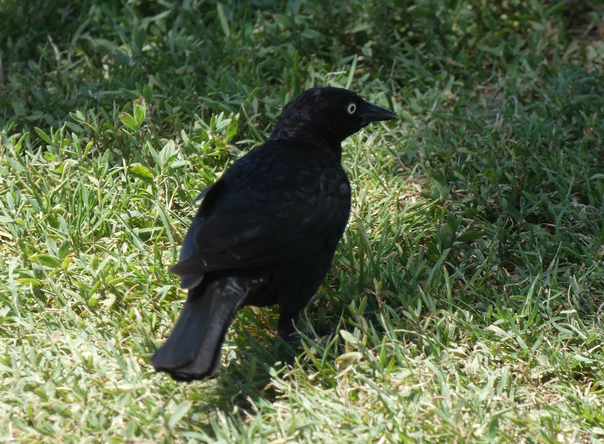 Brewer's Blackbird - ML620809374