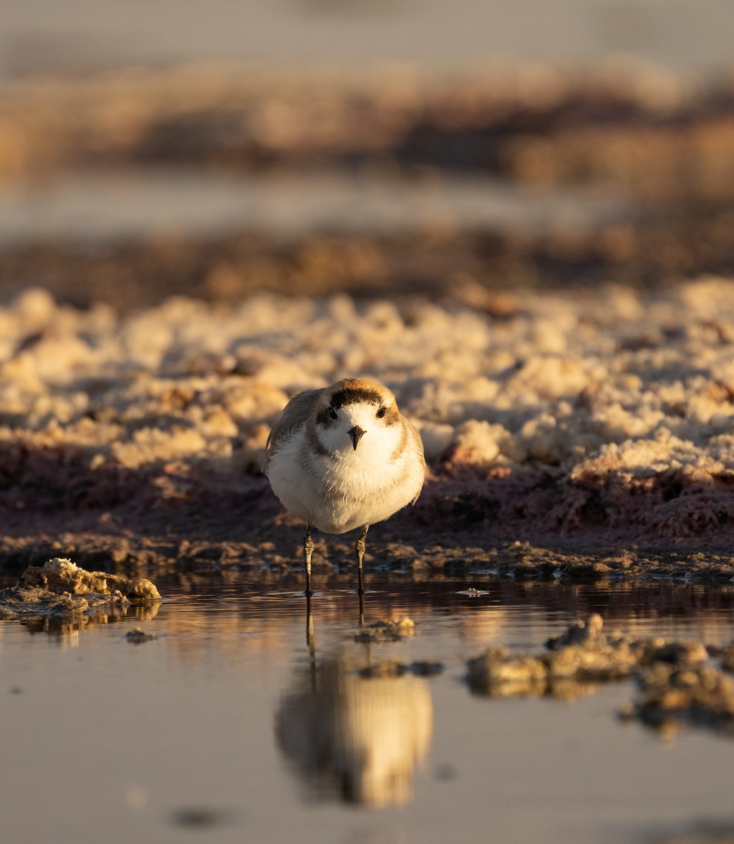 Puna Plover - ML620809386