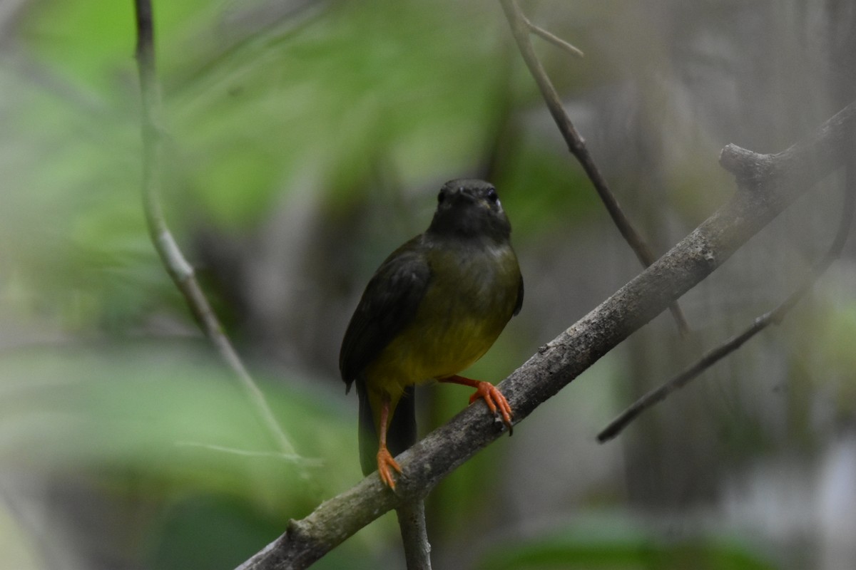 White-collared Manakin - ML620809392