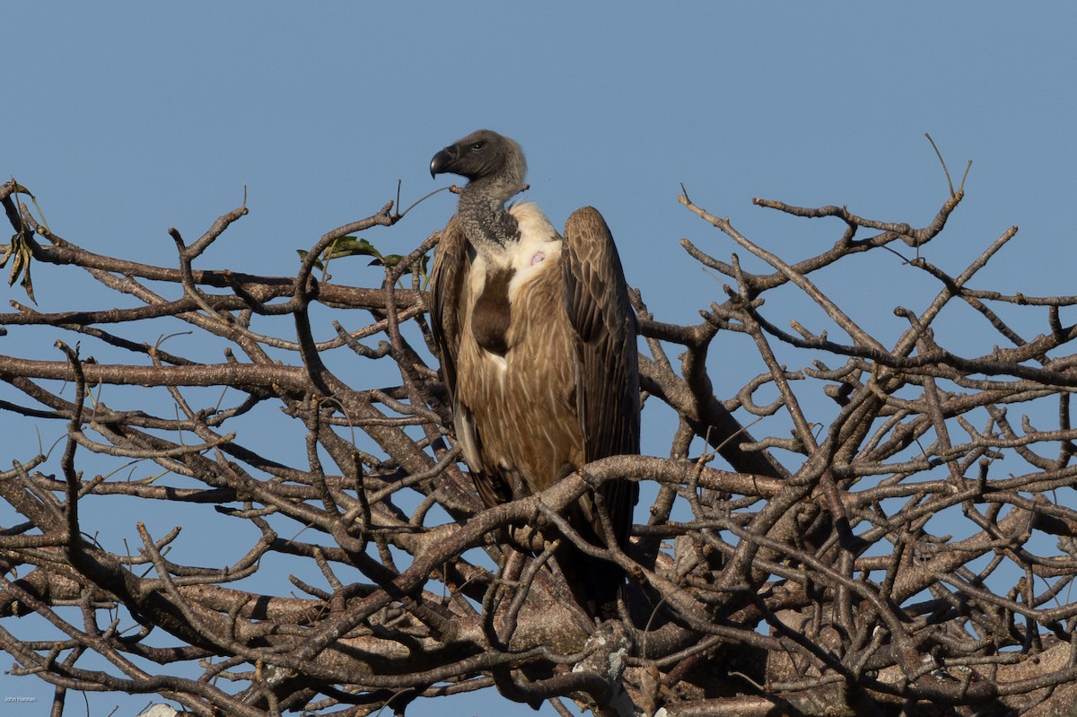 White-backed Vulture - ML620809395