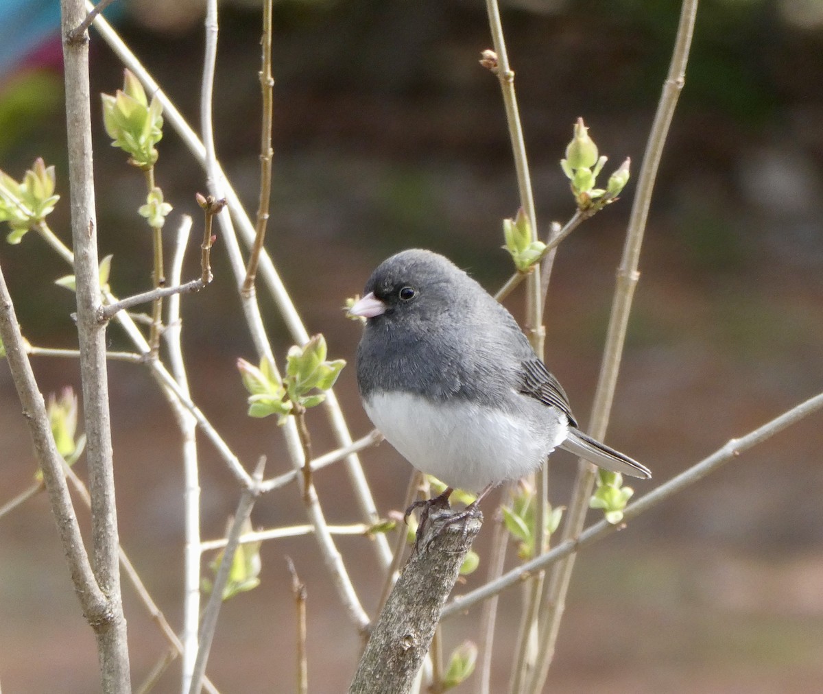 Junco Ojioscuro - ML620809397