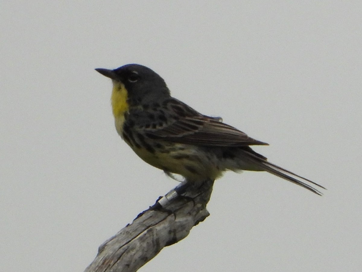 Kirtland's Warbler - ML620809398