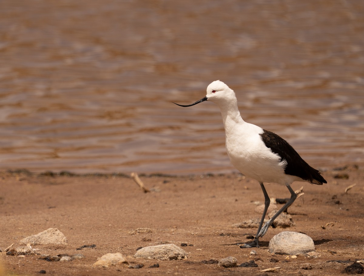 Andean Avocet - ML620809401