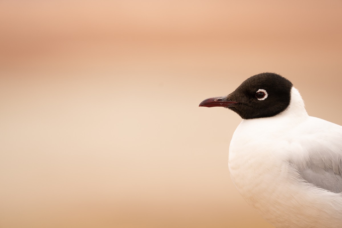 Andean Gull - ML620809406