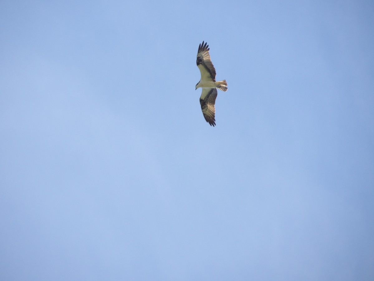 Osprey (carolinensis) - ML620809410