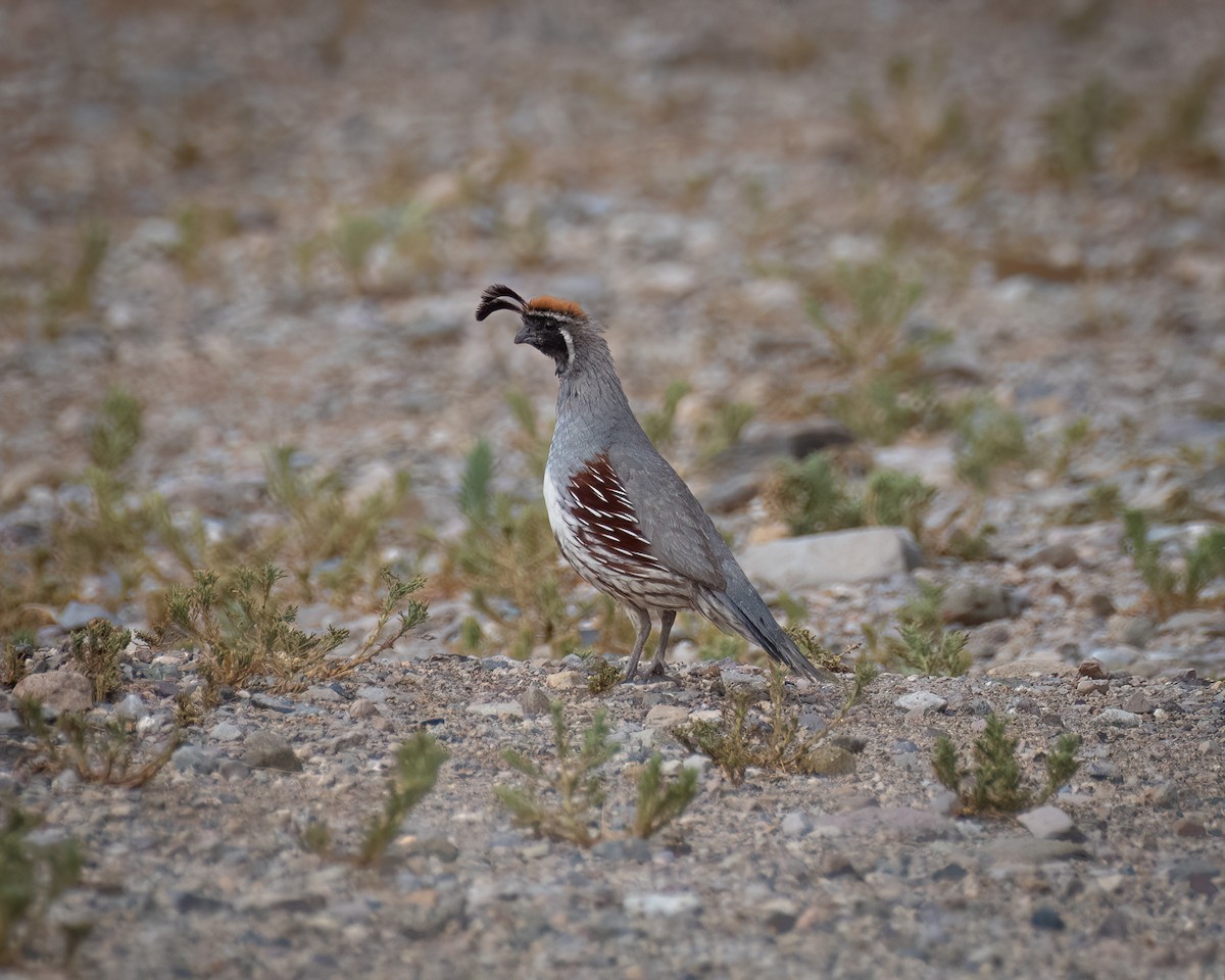 Gambel's Quail - ML620809411