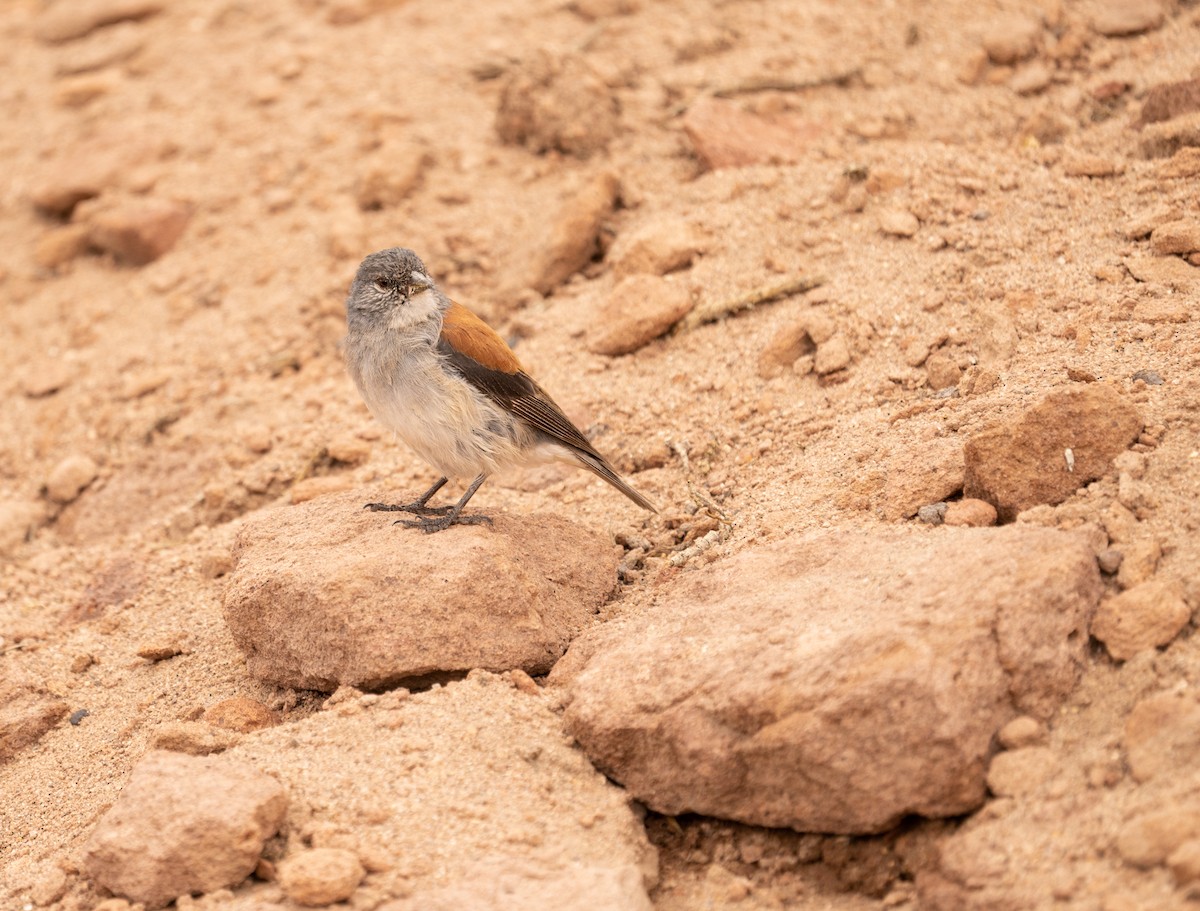 Red-backed Sierra Finch - ML620809412